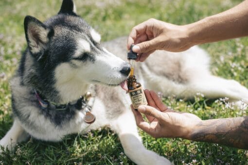 Dog being given CBD oil by his owner.