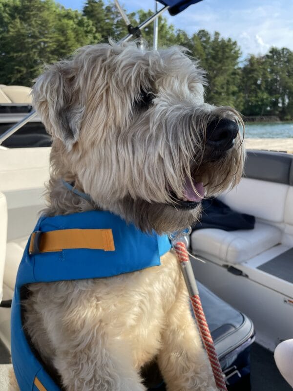 wheaton terrier Boomer takes canine cbd