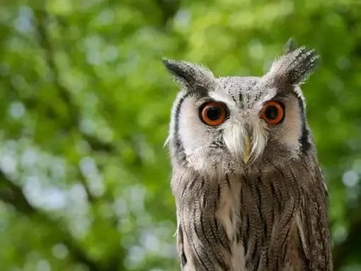 Cute owl with green tree behind him.