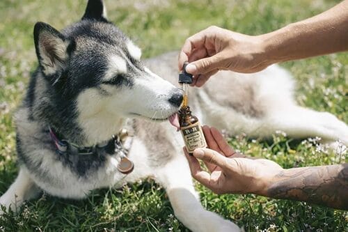Husky being fed some CBD